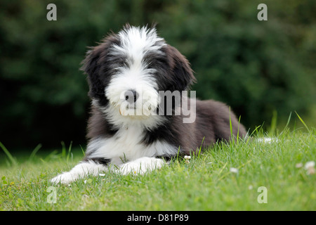 Barbuto Collie cucciolo Foto Stock