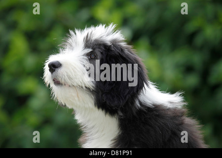 Barbuto Collie cucciolo Foto Stock