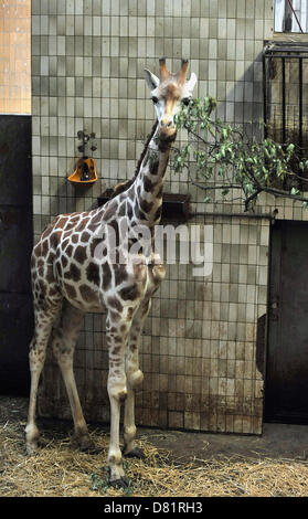 Il maschio della Rothschild la giraffa denominato Manu (nella foto) sta per lasciare zoo di Ostrava, Repubblica ceca, 17 maggio 2013. La sua nuova casa sarà in Jihlava zoo dove è stato costruito un nuovo casa giraffa e dove, insieme ad altri due giovani maschi sarà parte della base di allevamento le giraffe in Jihlava. (CTK foto/Jaroslav Ozana) Foto Stock