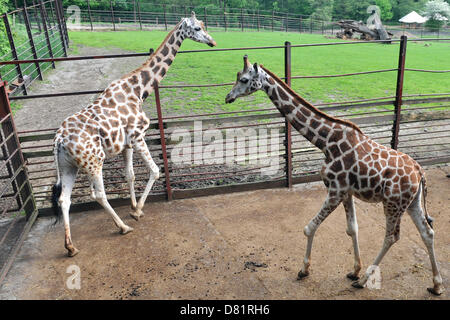 Il maschio della Rothschild la giraffa denominato Manu (destra) sta per lasciare zoo di Ostrava, Repubblica ceca, 17 maggio 2013. La sua nuova casa sarà in Jihlava zoo dove è stato costruito un nuovo casa giraffa e dove, insieme ad altri due giovani maschi sarà parte della base di allevamento le giraffe in Jihlava. (CTK foto/Jaroslav Ozana) Foto Stock