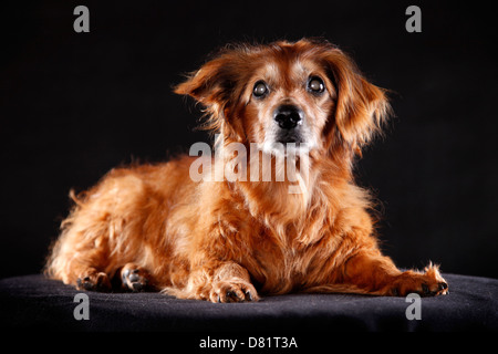 Giacente vecchio mongrel Foto Stock