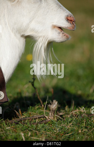 Bianco di capra tedesco Foto Stock
