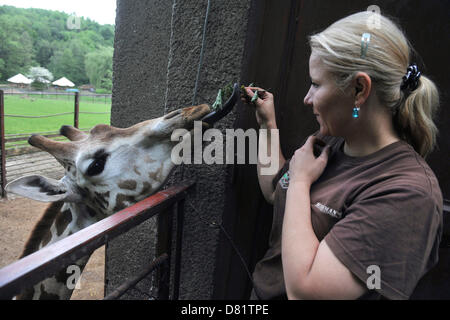 Il maschio della Rothschild la giraffa denominato Manu (a sinistra nella foto con il portiere Lenka Malcova) sta per lasciare zoo di Ostrava, Repubblica ceca, 17 maggio 2013. La sua nuova casa sarà in Jihlava zoo dove è stato costruito un nuovo casa giraffa e dove, insieme ad altri due giovani maschi sarà parte della base di allevamento le giraffe in Jihlava. (CTK foto/Jaroslav Ozana) Foto Stock