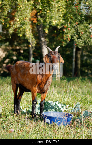 capra Foto Stock