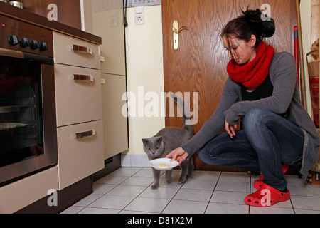 Donna alimenta British Shorthair Foto Stock