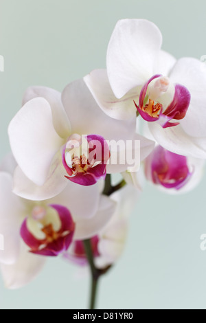 White Orchid Phalaenopsis (Moth orchid) con un pallido sfondo verde Foto Stock