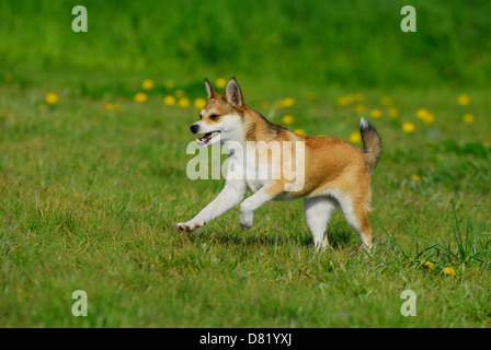 Esecuzione Lundehund norvegese Foto Stock