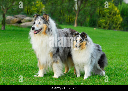 Collies Foto Stock