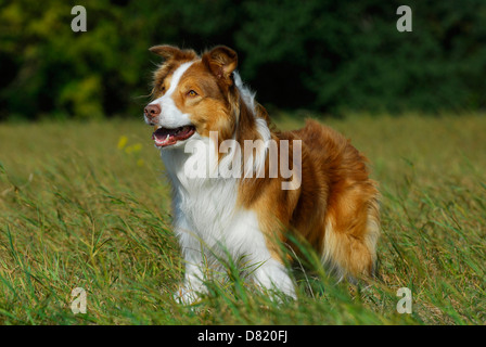 Collie di bordo Foto Stock