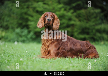 Irlandese Setter rosso Foto Stock