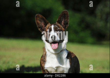 Welsh Corgi Cardigan ritratto Foto Stock