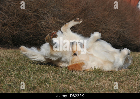 Il rotolamento Golden Retriever Foto Stock