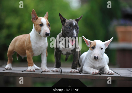 Miniatura Bullterrier cuccioli Foto Stock