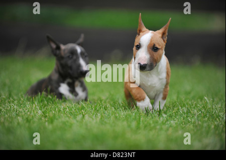 Miniatura Bullterrier cuccioli Foto Stock