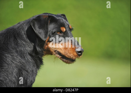 Il tedesco caccia terrier ritratto Foto Stock