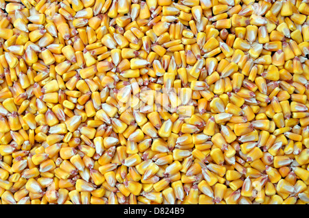 Sementi di mais, texture di sfondo dell'agricoltura Foto Stock