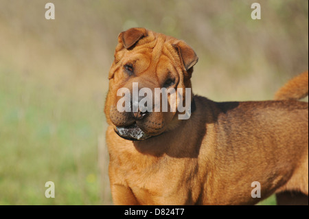 Shar Pei ritratto Foto Stock