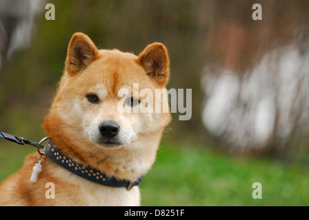 Shiba Inu ritratto Foto Stock