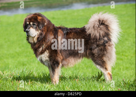 Fare Khyi Foto Stock