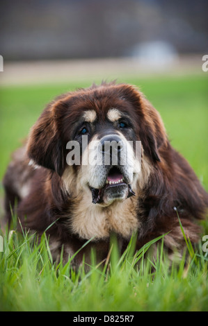 menzogne Do Khyi Foto Stock