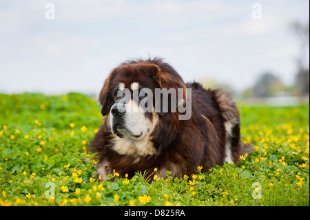 menzogne Do Khyi Foto Stock