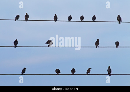 Stormo di storni europei (Sturnus vulgaris) preening piume sul cavo ad alta tensione durante la migrazione Foto Stock