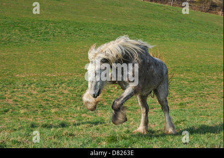 Al galoppo Shire Cavallo Foto Stock