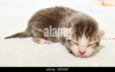 Bridgend, Regno Unito mercoledì 15 maggio 2013 nell'immagine: Morse il gattino a protezione dei gatti di Bridgend, nel Galles del Sud. Re: si tratta di un racconto Strano, sei piccoli felini fuggiaschi sono stati trovati nesting con la loro mamma nel più improbabile dei luoghi, all'interno di una prigione carrello a Parc nella prigione di Bridgend, nel Galles del Sud. Essi sei chiamato dopo alcuni dei più famosi al mondo fictional del detective - ma questi sei felini erano quasi gli ultimi detenuti presso il Parc prigione. Fortunatamente per Jessica, Sherlock, Christie, Marple, Kojak e Morse, queste creaturine cat ladri ha ottenuto un rilascio anticipato dopo che essi sono stati trovati con Mamma Agata in th Foto Stock