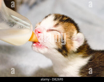 Bridgend, Regno Unito mercoledì 15 maggio 2013 nella foto: Sherlock il gattino essendo alimentato a protezione dei gatti di Bridgend, nel Galles del Sud. Re: si tratta di un racconto Strano, sei piccoli felini fuggiaschi sono stati trovati nesting con la loro mamma nel più improbabile dei luoghi, all'interno di una prigione carrello a Parc nella prigione di Bridgend, nel Galles del Sud. Essi sei chiamato dopo alcuni dei più famosi al mondo fictional del detective - ma questi sei felini erano quasi gli ultimi detenuti presso il Parc prigione. Fortunatamente per Jessica, Sherlock, Christie, Marple, Kojak e Morse, queste creaturine cat ladri ha ottenuto un rilascio anticipato dopo che essi sono stati trovati con la mamma Foto Stock