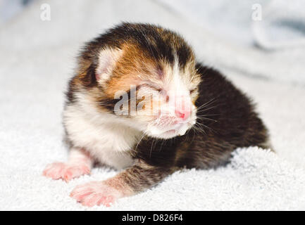 Bridgend, Regno Unito mercoledì 15 maggio 2013 nell'immagine: Jessica il gattino a protezione dei gatti di Bridgend, nel Galles del Sud. Re: si tratta di un racconto Strano, sei piccoli felini fuggiaschi sono stati trovati nesting con la loro mamma nel più improbabile dei luoghi, all'interno di una prigione carrello a Parc nella prigione di Bridgend, nel Galles del Sud. Essi sei chiamato dopo alcuni dei più famosi al mondo fictional del detective - ma questi sei felini erano quasi gli ultimi detenuti presso il Parc prigione. Fortunatamente per Jessica, Sherlock, Christie, Marple, Kojak e Morse, queste creaturine cat ladri ha ottenuto un rilascio anticipato dopo che essi sono stati trovati con Mamma Agata in Foto Stock