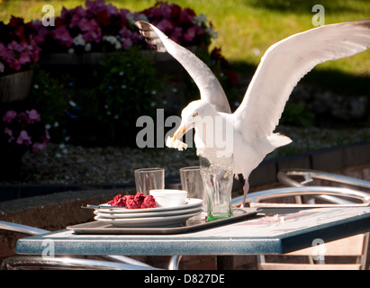 Seagull prende vantaggio di sinistra su alimenti da un esterno Café tabella, Lowestoft, Suffolk, Inghilterra Foto Stock