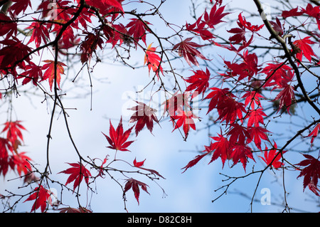 Acero giapponese con foglie rosse e ramoscelli stagliano contro un pallido cielo blu. Foto Stock