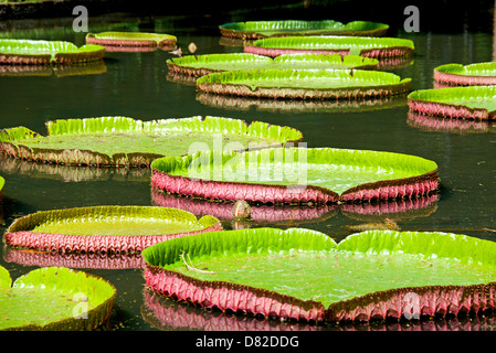 Gigant di acqua-lily, Nenuphar, Vitoria regia, una delle più belle piante del tropico Foto Stock