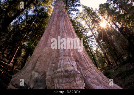 Il Gigante generale albero di sequoia con squarcio nella concessione Gove. Kings Canyon National Park, California Foto Stock