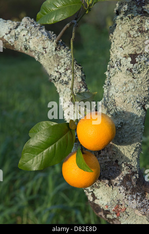 Arance crescono su un organico azienda agricola di agrumi Quinta do Arao Mexilhoeira Grande Algarve Portogallo Europa Mediterranea Foto Stock