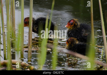 Pulcini di folaga Foto Stock