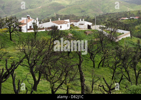 Quercia da sughero (Quercus suber) resprouts dieci mesi dopo il fuoco vicino a Cabanas São Brás de Alportel Algarve Portogallo Europa Mediterranea Foto Stock