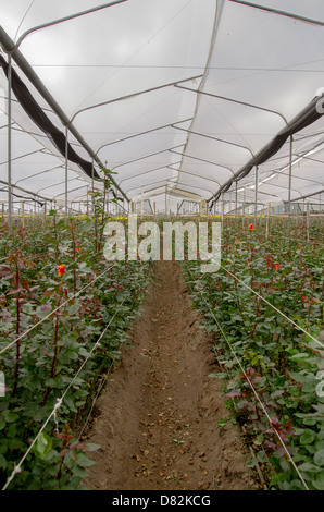 La coltivazione dei fiori con Rose in serra Foto Stock