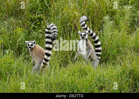 Anello-tailed lemuri, lemuri Isola, Andasibe, Madagascar Foto Stock