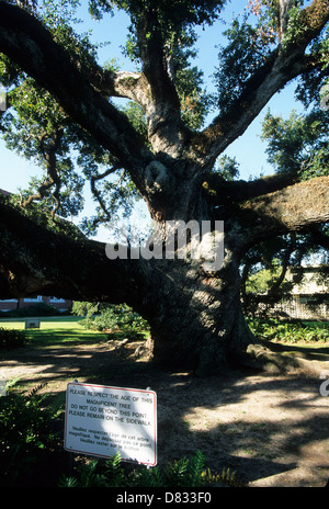 Elk283-3541v Louisiana Cajun Country, Lafayette, Cattedrale di San Giovanni Evangelista, 400-anno-vecchia quercia Foto Stock