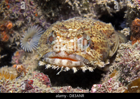 Un Oyster Toadfish giace in attesa su un naufragio Foto Stock