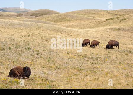 Allevamento di bisonti su praterie di pascolo selvatico nel Waterton Lakes National Park, Alberta, Canada. (Bisonte) Foto Stock