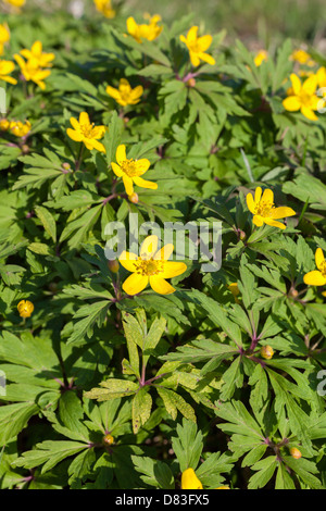 Legno di colore giallo, anemone ranunculoides Anemone Foto Stock