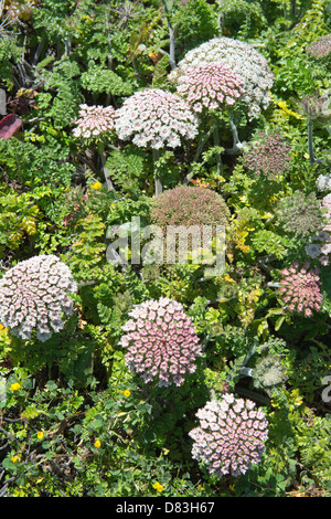 Wild carota (Daucus carota) Fiori Rota Vicentina passeggiata costiera dal Monte Clerigo di Arrifana vicino a Aljezur Algarve Portogallo Foto Stock