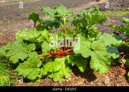 Grande rosso rabarbaro (Rheum rhabarbarum) crescente in un orto. Foto Stock