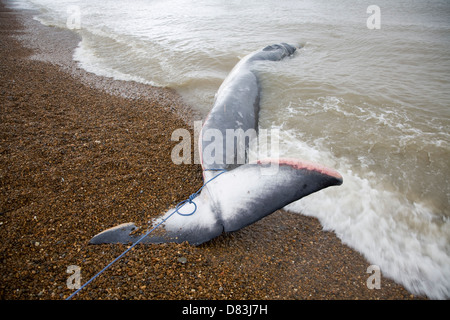 La balenottera, Balaenoptera physalus, lavato fino morti sulla strada di ciottoli, Suffolk, Inghilterra Foto Stock