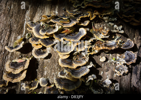 Trametes versicolor (turkeytail) funghi sulla corteccia di un albero caduto Foto Stock