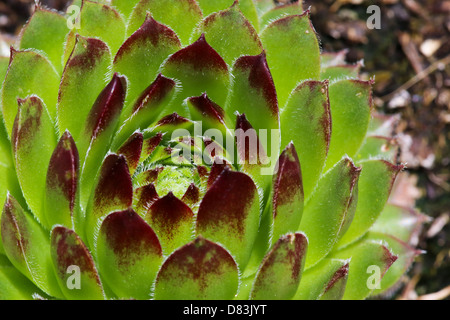 Foto macro di rosso e verde fiore succulente in condizioni di luce solare intensa Foto Stock