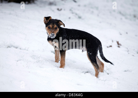 cucciolo in neve Foto Stock