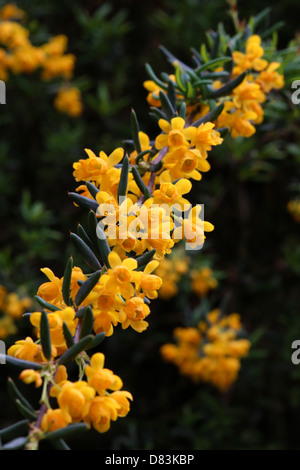 Berberis x stenophylla "Corallina Compacta" Foto Stock